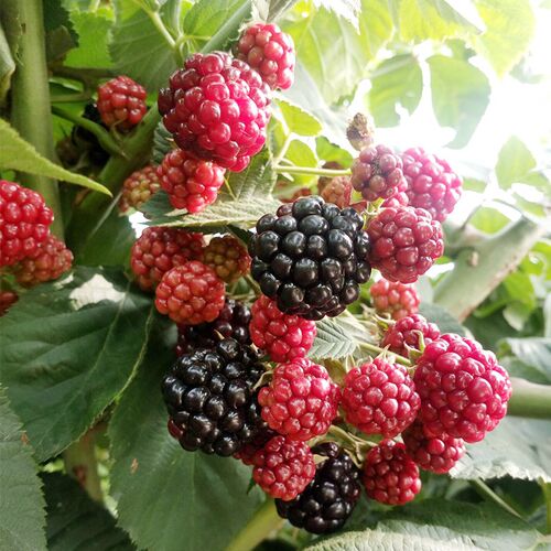树莓南北方种植四季庭院覆盆子苗
