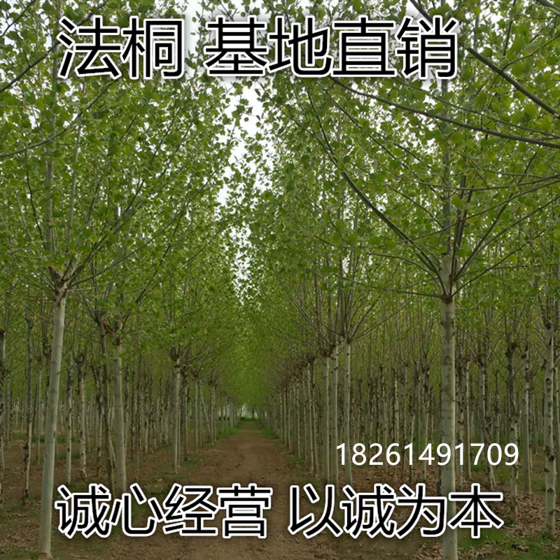 法桐苗木行道树苗园林绿化植物青桐法国青皮梧桐苗庭院泡桐树苗
