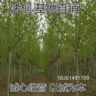 法桐苗木行道树苗园林绿化植物青桐法国青皮梧桐苗庭院泡桐树苗