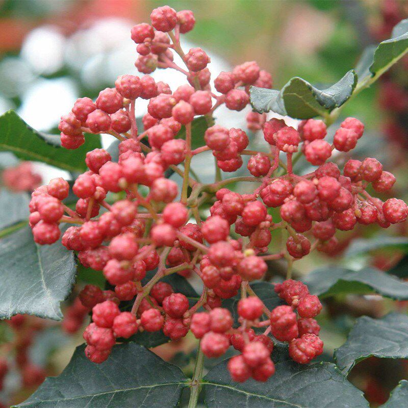 正宗韩城大红袍花椒苗 高产无刺花椒树苗 狮子头黄盖产地直发