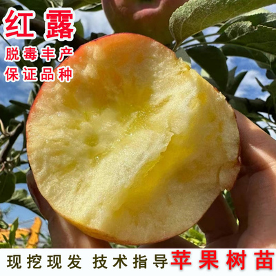 嫁接红露苹果树苗早熟冰糖