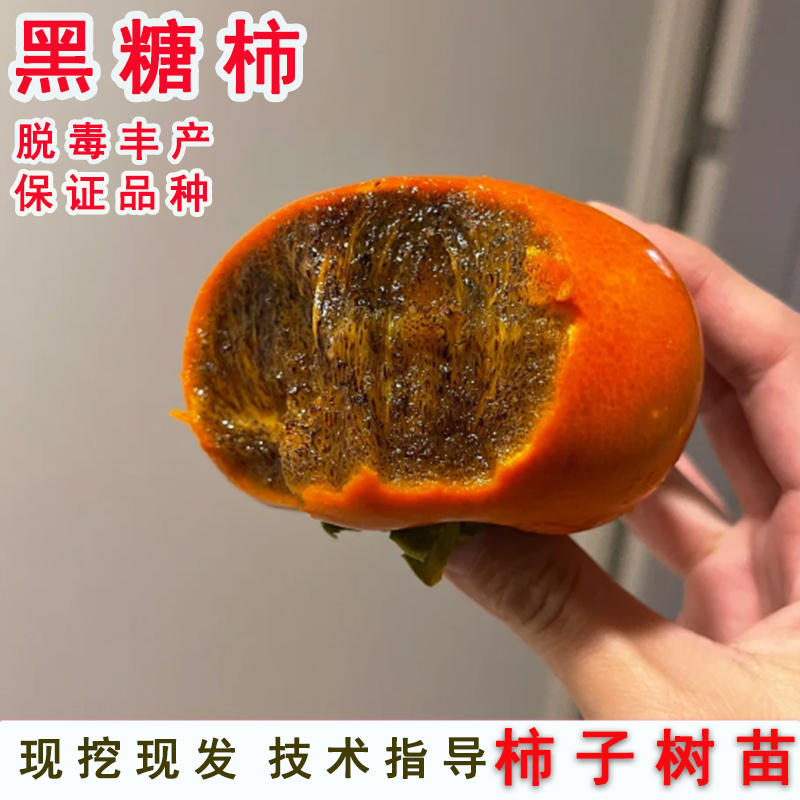 嫁接日本和歌山黑糖柿子苗