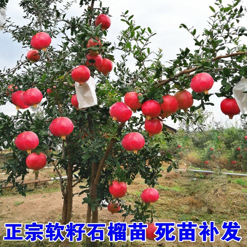 石榴树树苗突尼斯软籽盆栽地栽当年结果室内庭院特大甜石榴树果树