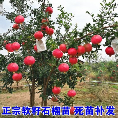 突尼斯软籽盆栽地栽室内甜石榴