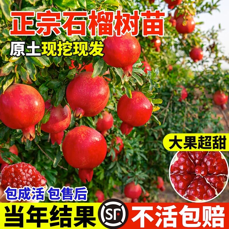 石榴树苗突尼斯软籽庭院果盆图片