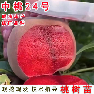 7月红桃树果苗嫁接早熟朱砂桃离核中桃24号红肉血桃苗桃树苗接穗