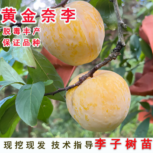 嫁接黄金奈李子树苗脱骨脆