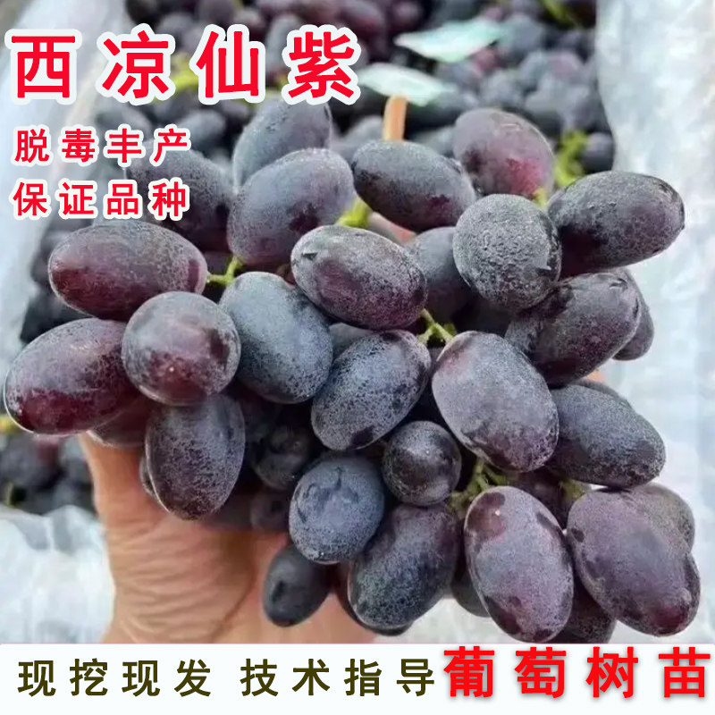 嫁接西凉仙紫葡萄树苖薄皮无核黑提仙子葡萄苗南北方种植当年结果