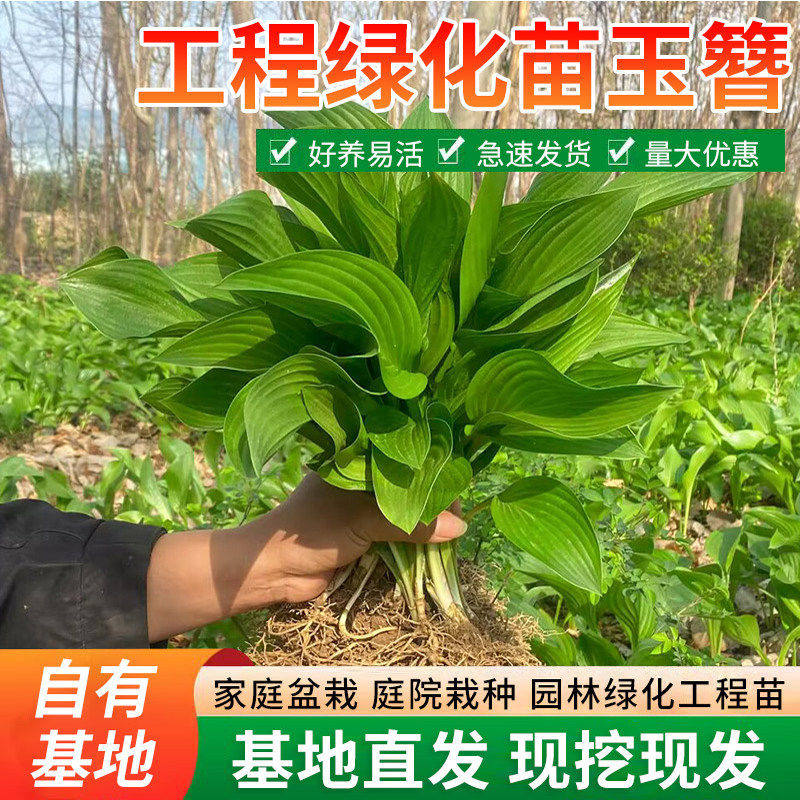 青叶玉簪花苗多年生耐寒观花观叶绿植庭院盆栽花叶玉簪金边玉簪
