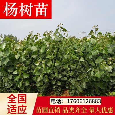 白杨树苗速生白杨树苗 107速生杨树苗植树造林工程绿化苗木白杨苗