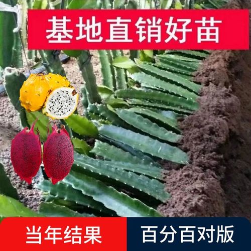 火龙果苗盆栽当年结果各种水果