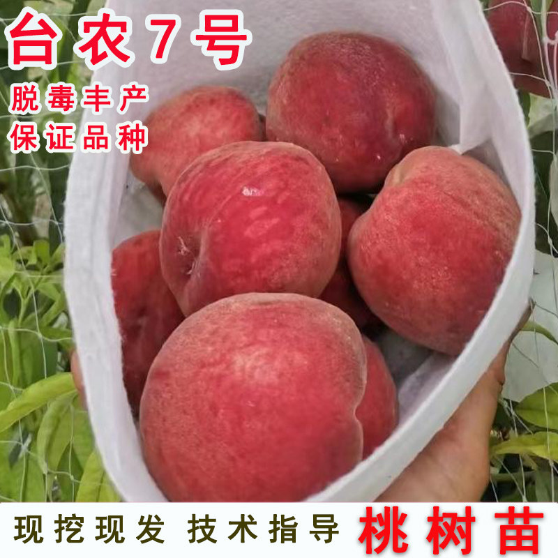 台农蜜7号水蜜桃树苗5月成熟红玲平地水蜜桃苗南方北方种当年结果