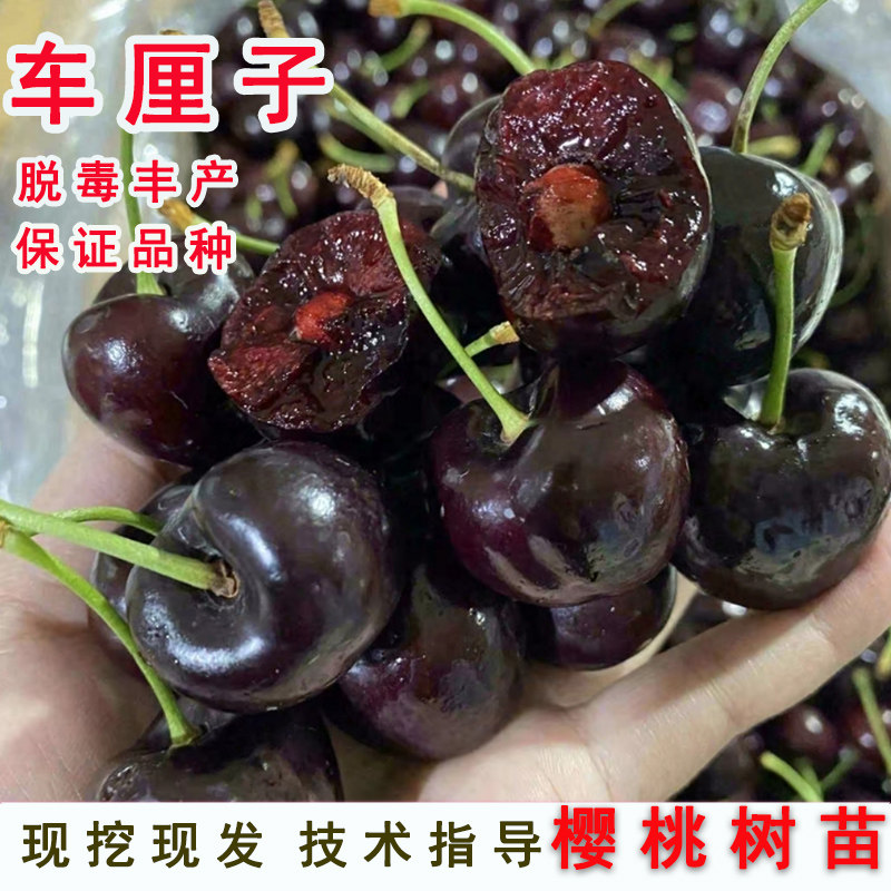 智力车厘子苗嫁接大樱桃树苗盆栽北南方果树果苗庭院地栽当年结果