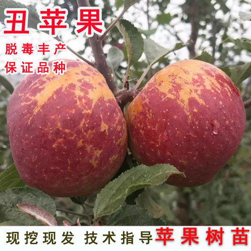 嫁接冰糖心丑苹果树苗云南