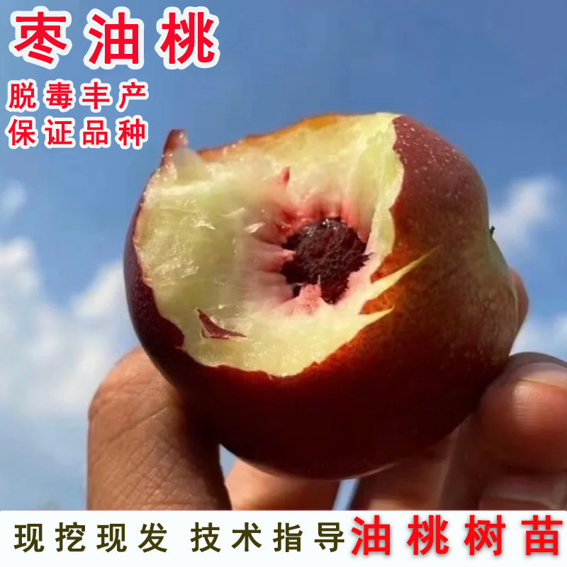 嫁接袖珍油桃树苗珍珠枣油桃苗离核晚熟脆甜红桃子苗南方北方种植