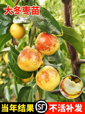 沾化冬枣树活苗南北方种植庭