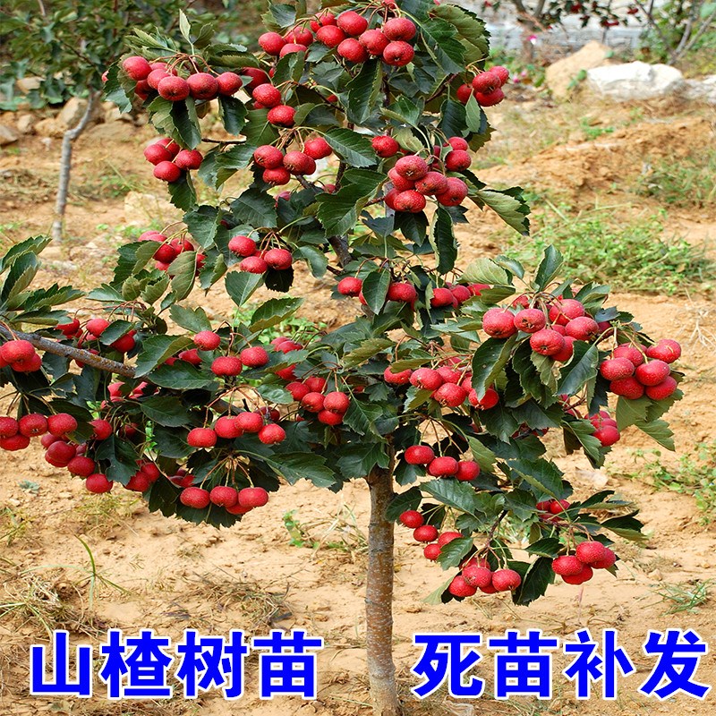 山楂南方种植盆栽地栽无籽嫁接苗
