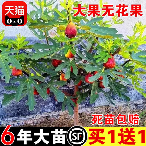 带果无花树苗特大盆栽地波姬