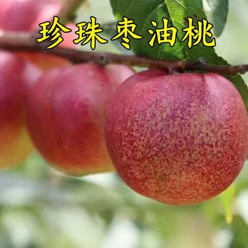 嫁接桃树苗珍珠枣油桃奇迹包邮