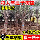 车厘子树苗带土球特大樱桃树地栽嫁接果树果苗南方北方种植樱桃苗