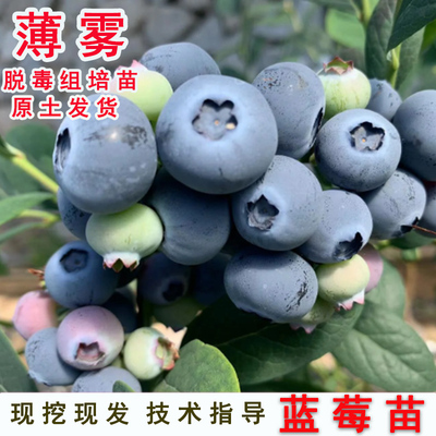 薄雾蓝莓树果苗耐寒四季盆