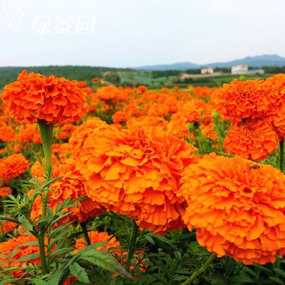 草花种子万寿菊种子绿化庭院阳台盆栽鲜花四季种耐寒观花种子包邮