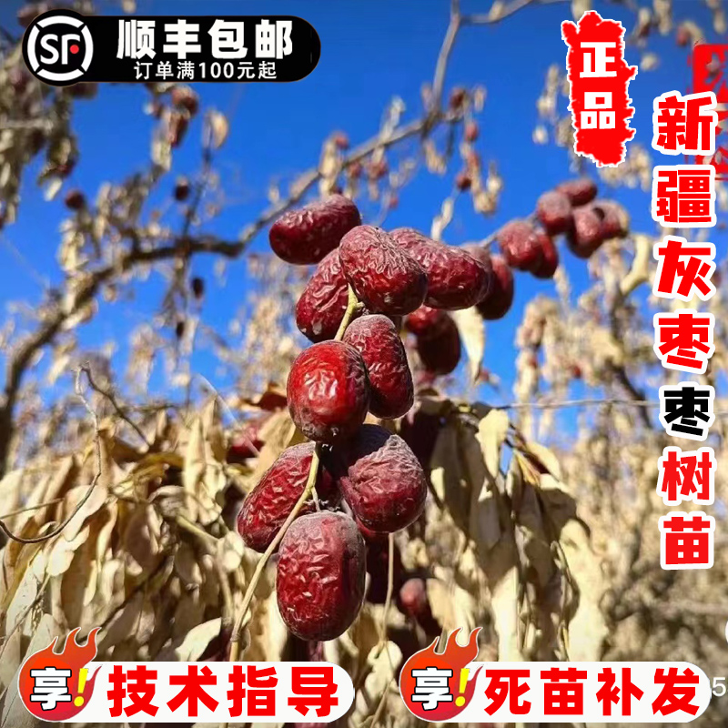 嫁接新疆若羌灰枣树活苗吊干大红枣树苗南北方盆栽地栽种植枣树苗