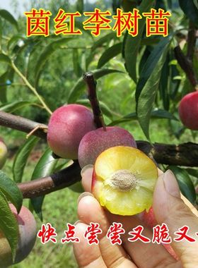 四川脆甜脱骨嫁接晚熟树苗