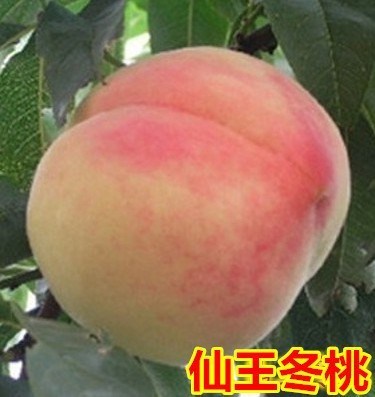 晚熟桃树苗 【仙王冬桃 】果中珍品桃树苗嫁接桃苗南北方种植果苗