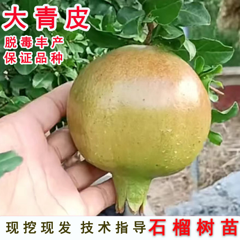 抗寒甜石榴苗山东大青皮石榴树苗特大果盆栽庭院地栽南方北方种植