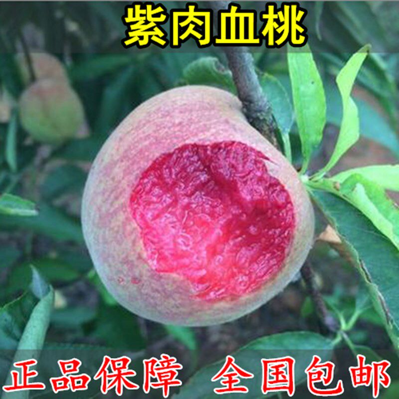 嫁接紫肉血桃树苗黑桃皇后桃树苗南北方种植地栽盆黄桃当年结果苗