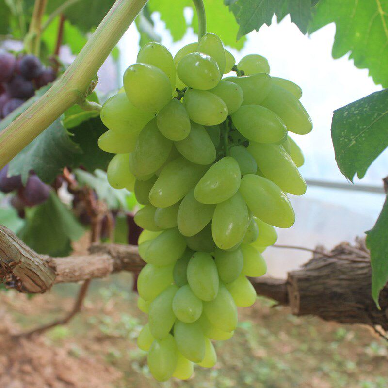 金手指无核香葡萄苗产量高果大葡萄树苗南方北方种植地栽当年结果