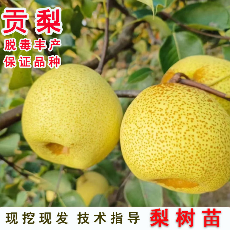 砀山贡梨果苗树苗嫁接贡梨苗大脆甜酥梨地栽南北方种植当年结果