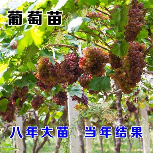 无核马奶提子葡萄苗 大新疆无籽白牛奶葡萄树苗 盆栽爬藤四季种植