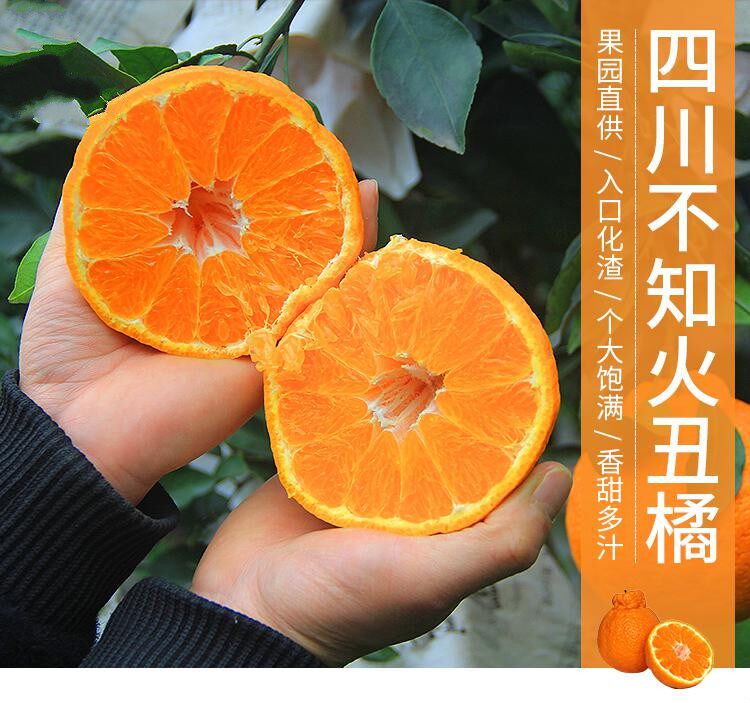 丑橘苗丑桔树苗不知火柑橘春见丑八怪粑粑柑树苗椪柑苗橘子苗包邮