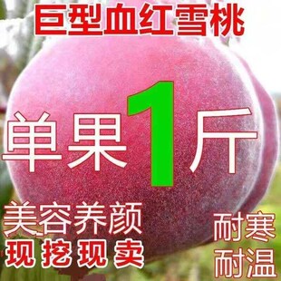 美国进口新品 种巨型血红雪桃苗南北方种植果树苗紫肉血红冬桃树苗