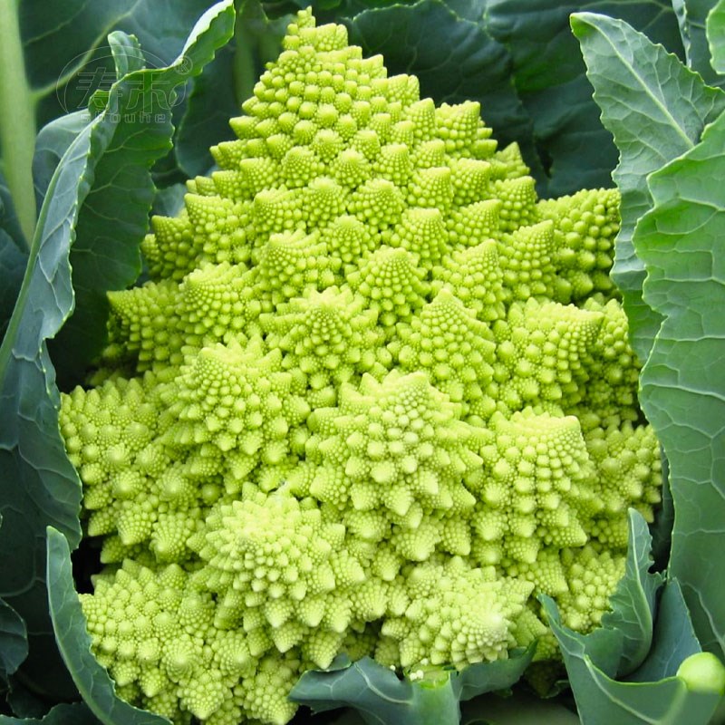 绿宝塔菜花种子花菜种籽花椰菜种籽宝塔花菜春秋高产阳台庭院包邮