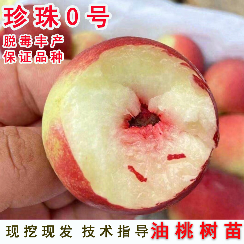 早熟桃苗脆甜珍珠枣油树mi