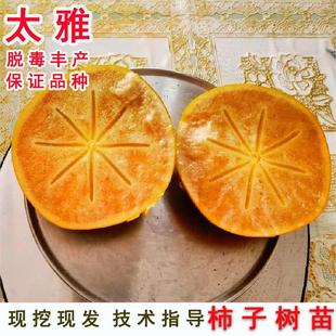 特大果酥脆日本太雅脆甜柿子苗树接穗嫁接柿树苗庭院盆栽地栽种植
