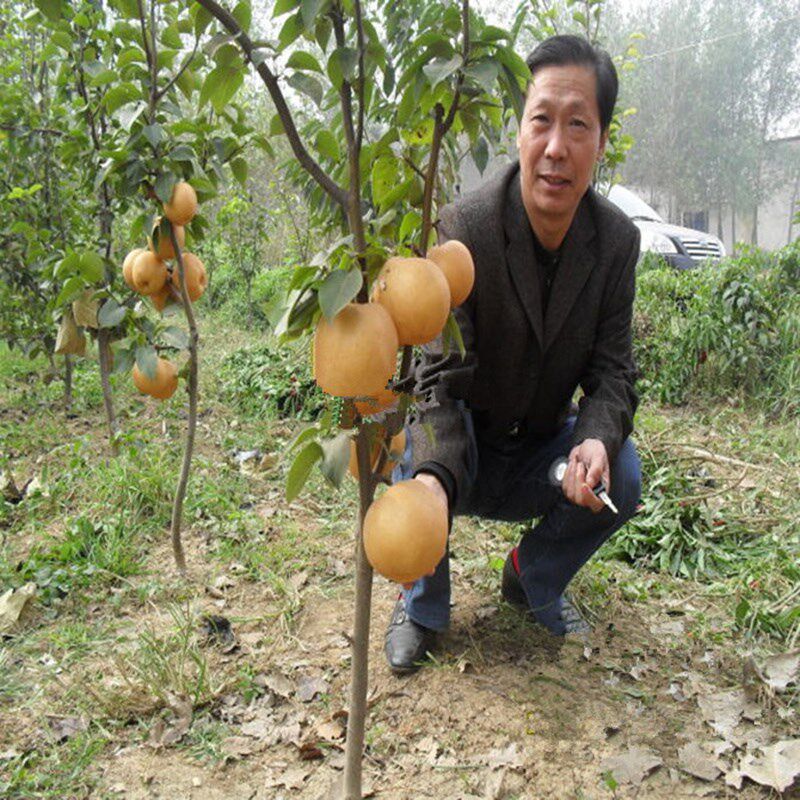 梨树苗早酥红梨树苗红啤梨果树苗南方北方种植庭院盆栽地栽水果苗