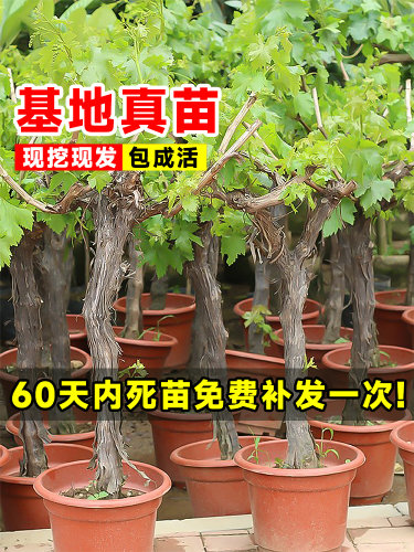 阳光玫瑰葡萄树苖巨峰果苗无