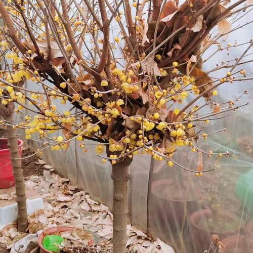 庭院地栽型高杆鄢陵素心蜡