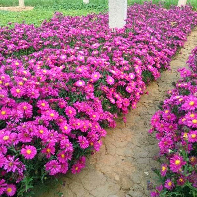 多年生花籽宿根喜阴植物荷兰菊