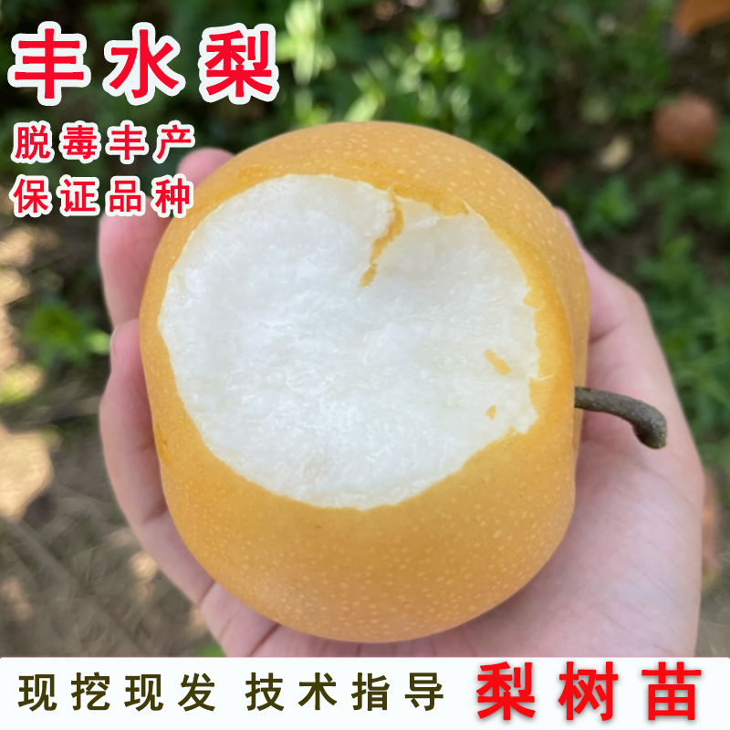 嫁接丰水梨树苗晚熟黄金盆