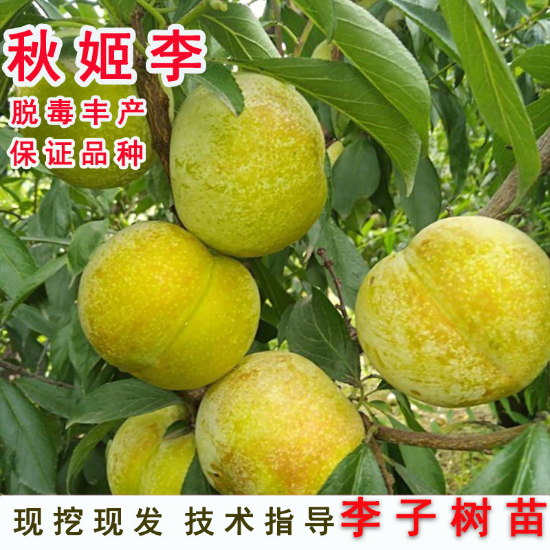 嫁接秋姬李子树苗晚熟沙甜李子苗盆栽地栽南北方种当年结果果树苗