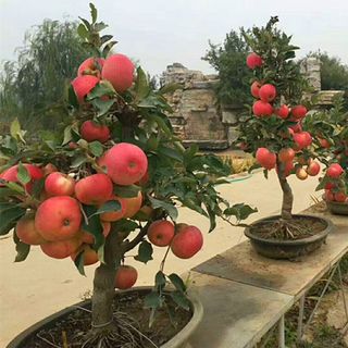 矮化苹果盆栽当年结果红富士室内外南北方种植阳台嫁接盆景树桩苗
