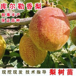 新疆库尔勒香梨树苗嫁接小酥梨苗盆栽地栽南北方种当年结果果树果