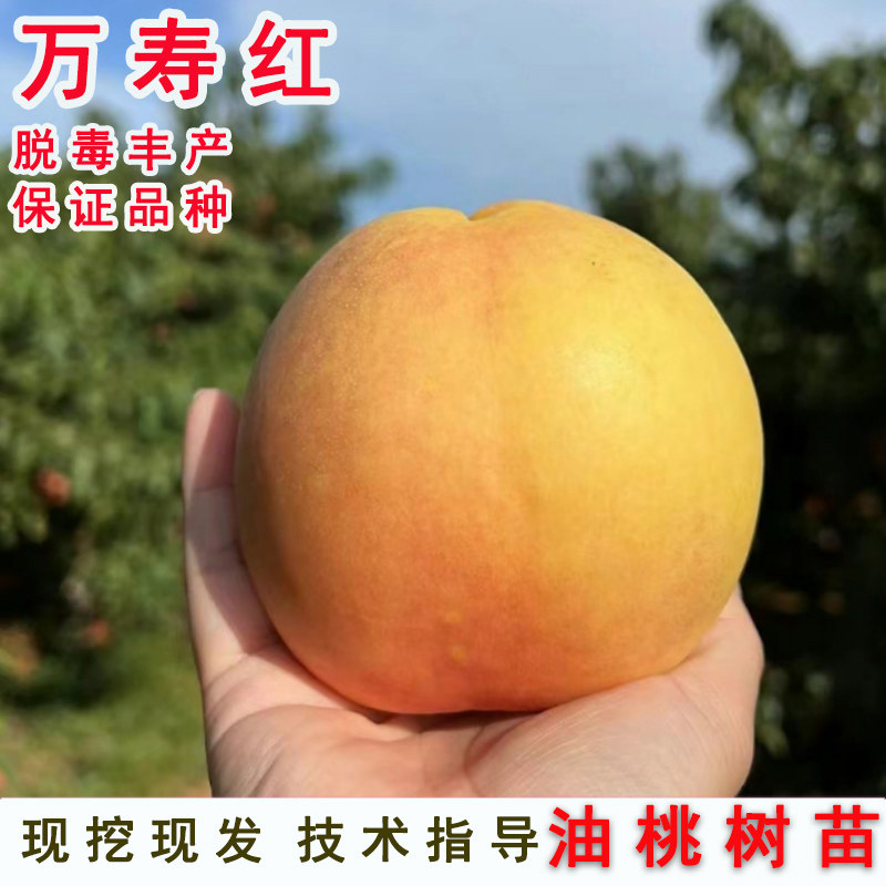 特大10月成熟晚熟冬桃油桃树苗水蜜桃万寿红黄油桃苗南方北方种植