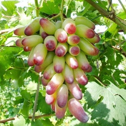 新疆无籽南北方果树苗