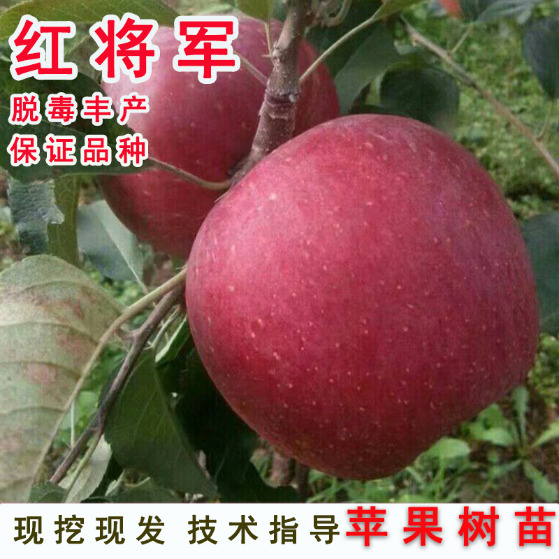 嫁接红将军苹果树苗特大早熟红富士苹果苗耐寒南方北方种当年结果